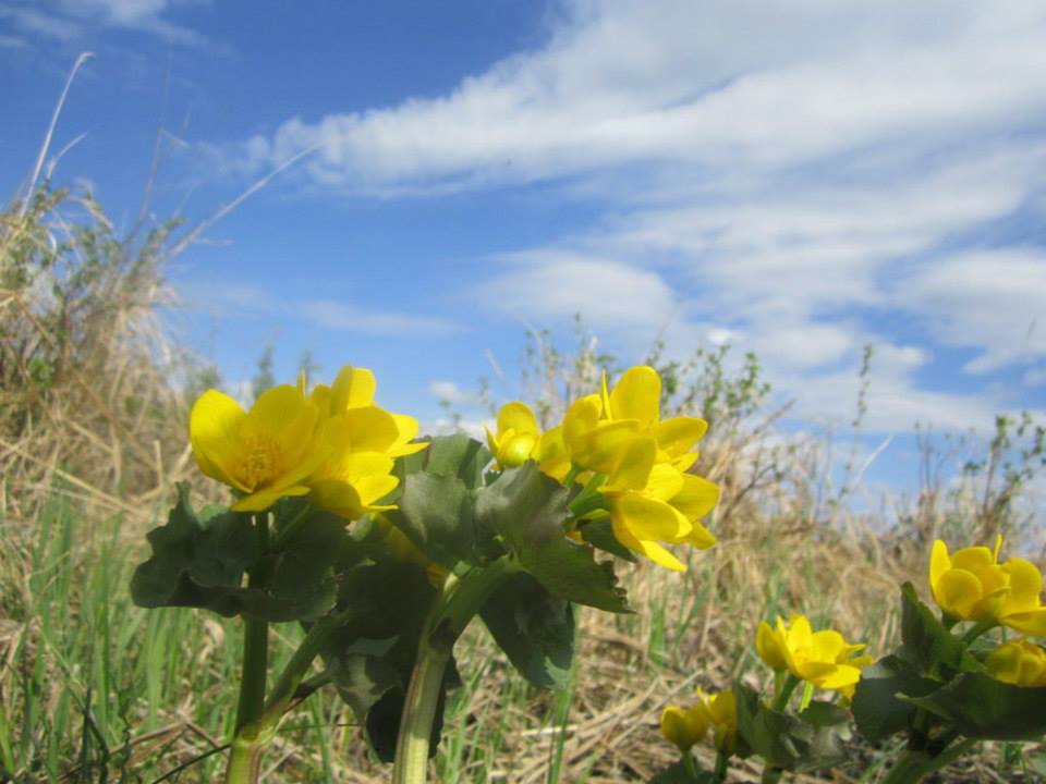2012 Meadow Vetchling